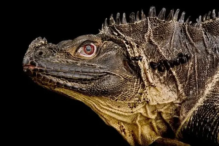 Framed Print : Sulawesi Sailfin Lizard (Hydrosaurus microlophus) Framed Print : Sulawesi Sailfin Lizard (Hydrosaurus microlophus)