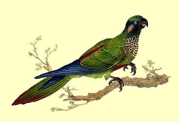sulphur-breasted parakeet (Aratinga maculata), or sulphur-breasted conure [Here as Psittacus maculatus Spotted-Breasted Parrakeet ] Coloured Plate