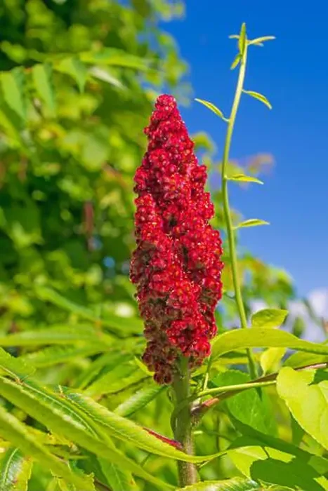 Framed Print : Sumac Flower in a Verdant Wetland in the Trempealeau National Wildlife Refuge in Wisconsin Framed Print : Sumac Flower in a Verdant Wetland in the Trempealeau National Wildlife Refuge in Wisconsin