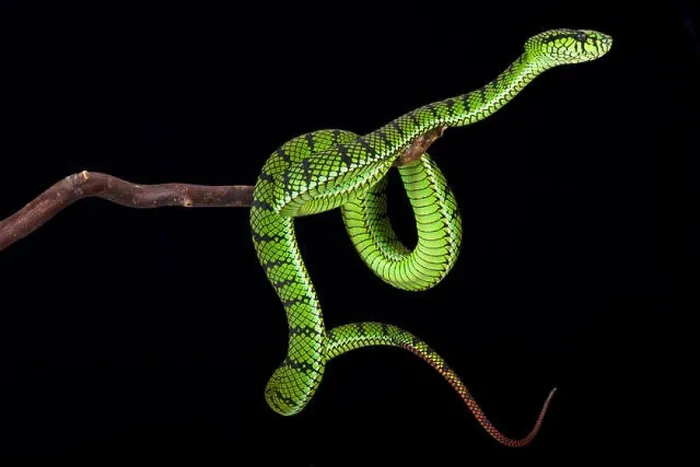Framed Print : Sumatra pit viper (Parias sumatranus) Framed Print : Sumatra pit viper (Parias sumatranus)