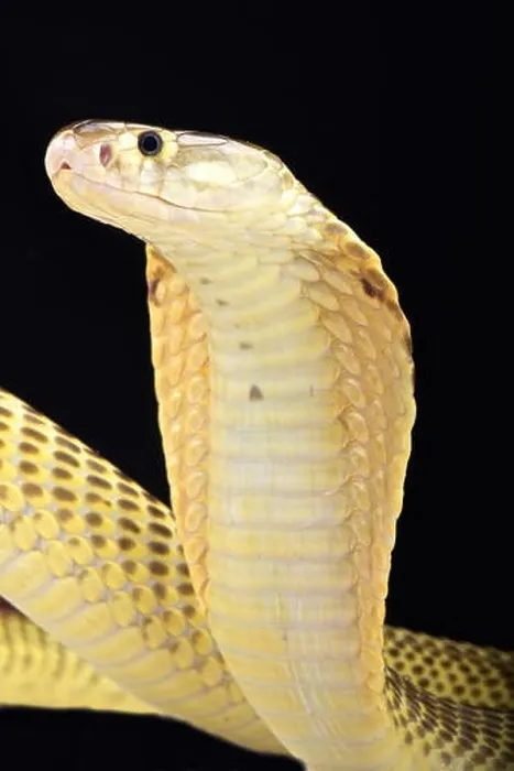 Framed Print : Sumatran spitting cobra (Naja sumatrana) Framed Print : Sumatran spitting cobra (Naja sumatrana)