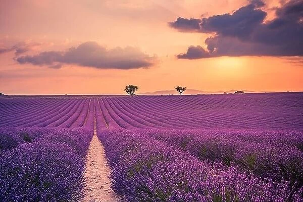 Summer field with blooming lavender flowers against the sunset sky. Beautiful nature landscape vacation background famous travel destination, Provence
