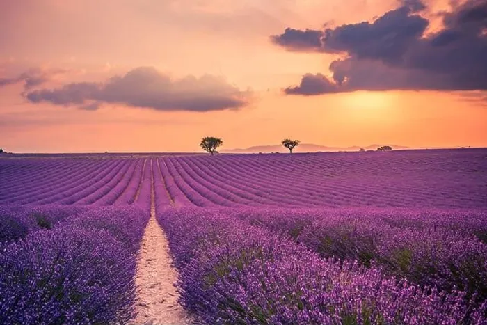 Framed Print : Summer field with blooming lavender flowers against the sunset sky. Beautiful nature landscape vacation background famous travel destination, Provence Framed Print : Summer field with blooming lavender flowers against the sunset sky. Beautiful nature landscape vacation background famous travel destination, Provence