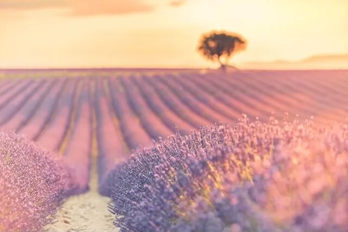 Framed Print : Summer field with blooming lavender flowers against the sunset sky. Beautiful nature landscape vacation background famous travel destination, Provence Framed Print : Summer field with blooming lavender flowers against the sunset sky. Beautiful nature landscape vacation background famous travel destination, Provence