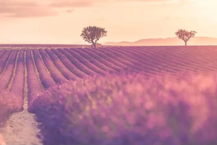Framed Print : Summer field with blooming lavender flowers against the sunset sky. Beautiful nature landscape vacation background famous travel destination, Provence Framed Print : Summer field with blooming lavender flowers against the sunset sky. Beautiful nature landscape vacation background famous travel destination, Provence