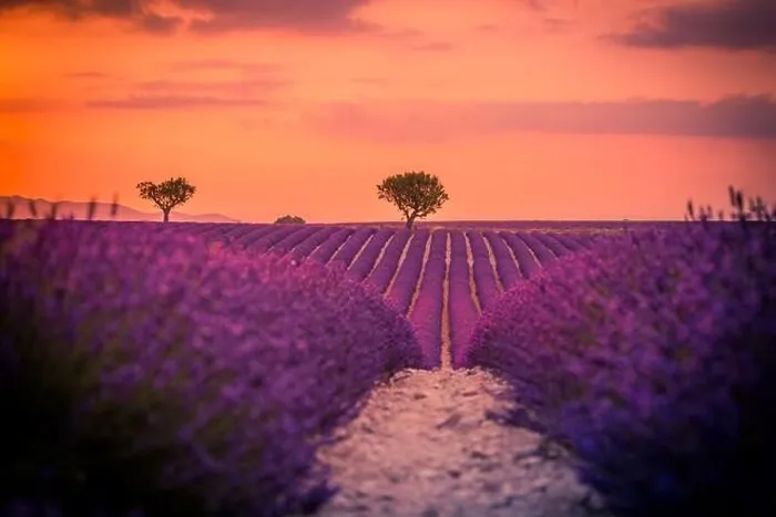 Framed Print : Summer field with blooming lavender flowers against the sunset sky. Beautiful nature landscape vacation background famous travel destination, Provence Framed Print : Summer field with blooming lavender flowers against the sunset sky. Beautiful nature landscape vacation background famous travel destination, Provence