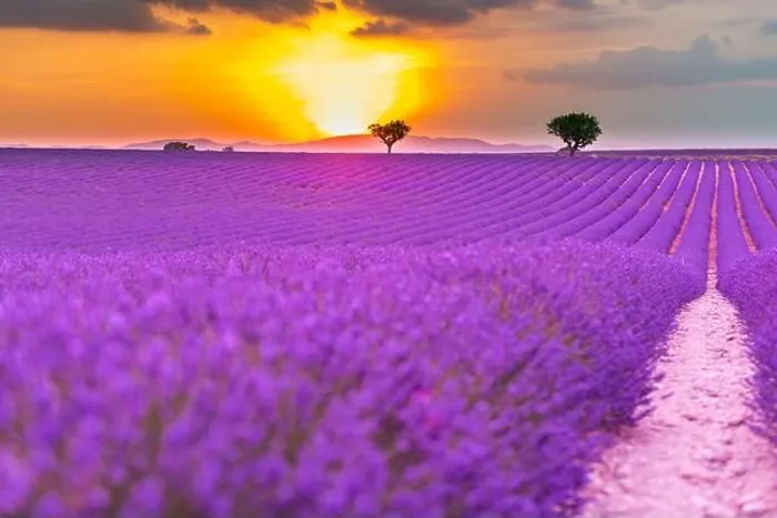Framed Print : Summer field with blooming lavender flowers against the sunset sky. Beautiful nature landscape vacation background famous travel destination, Provence Framed Print : Summer field with blooming lavender flowers against the sunset sky. Beautiful nature landscape vacation background famous travel destination, Provence