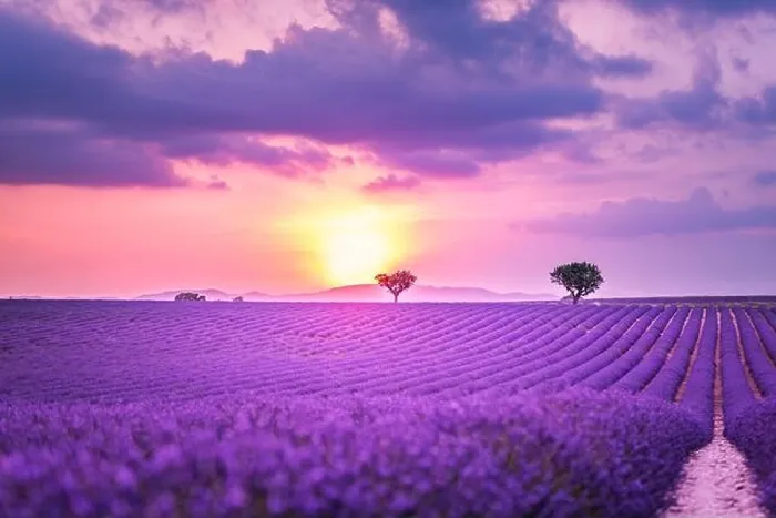 Framed Print : Summer field with blooming lavender flowers against the sunset sky. Beautiful nature landscape vacation background famous travel destination, Provence Framed Print : Summer field with blooming lavender flowers against the sunset sky. Beautiful nature landscape vacation background famous travel destination, Provence