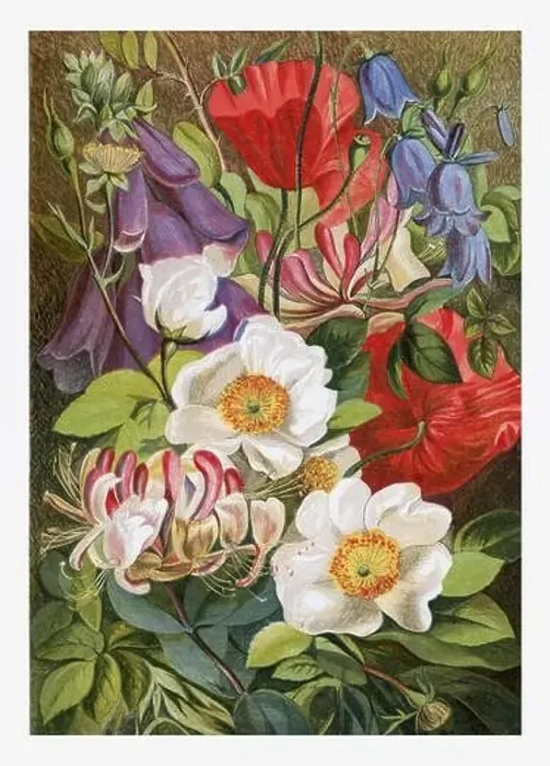 Framed Print : Summer Flowers. Seasonal illustration of The illustrated London Almanack (1845 to 1895) Framed Print : Summer Flowers. Seasonal illustration of The illustrated London Almanack (1845 to 1895)