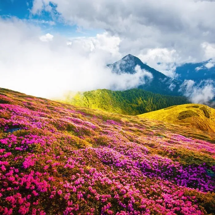Framed Print : Summer landscape with pink blooming rhododendron flowers in the mountains glade. Beauty in nature world background Framed Print : Summer landscape with pink blooming rhododendron flowers in the mountains glade. Beauty in nature world background