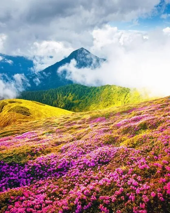 Framed Print : Summer landscape with pink blooming rhododendron flowers in the mountains glade. Beauty in nature world background Framed Print : Summer landscape with pink blooming rhododendron flowers in the mountains glade. Beauty in nature world background
