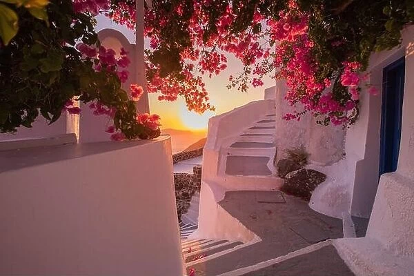 Summer sunset vacation scenic of luxury famous Europe destination. White architecture in Santorini, Greece. Stunning travel scenery with pink flowers