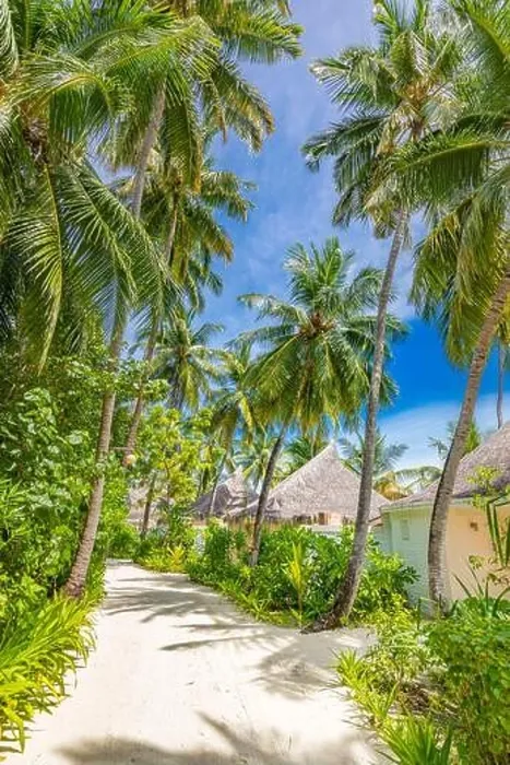 Framed Print : Summer vacation holiday island, vertical view of pathway with palm trees and beach villas bungalows. Luxury travel background tropical nature paradise Framed Print : Summer vacation holiday island, vertical view of pathway with palm trees and beach villas bungalows. Luxury travel background tropical nature paradise