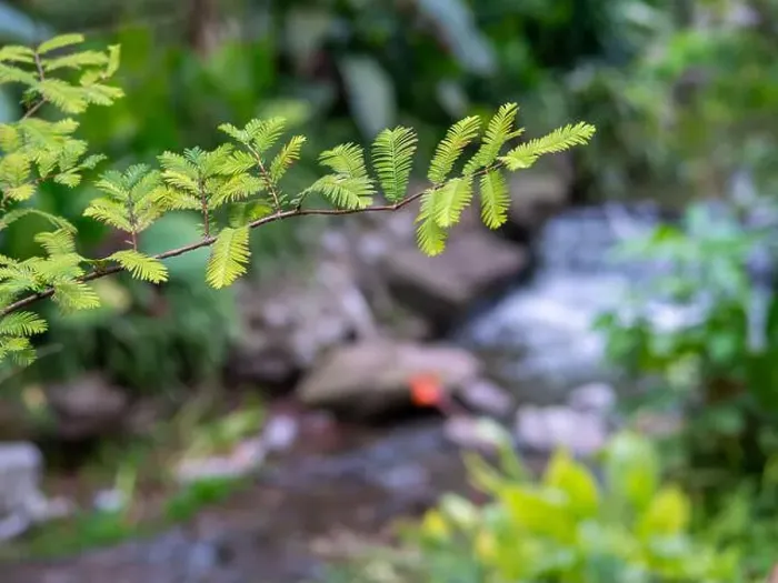 Framed Print : Summer view fern green leaves amid clear Spring and rocks in background in a city park of Chongqing, China Framed Print : Summer view fern green leaves amid clear Spring and rocks in background in a city park of Chongqing, China