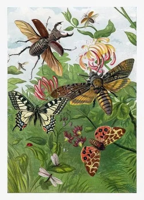 Framed Print : Summertime. Beetles, Moths and Butterflies. Seasonal illustration of The illustrated London Almanack (1845 to 1895) Framed Print : Summertime. Beetles, Moths and Butterflies. Seasonal illustration of The illustrated London Almanack (1845 to 1895)