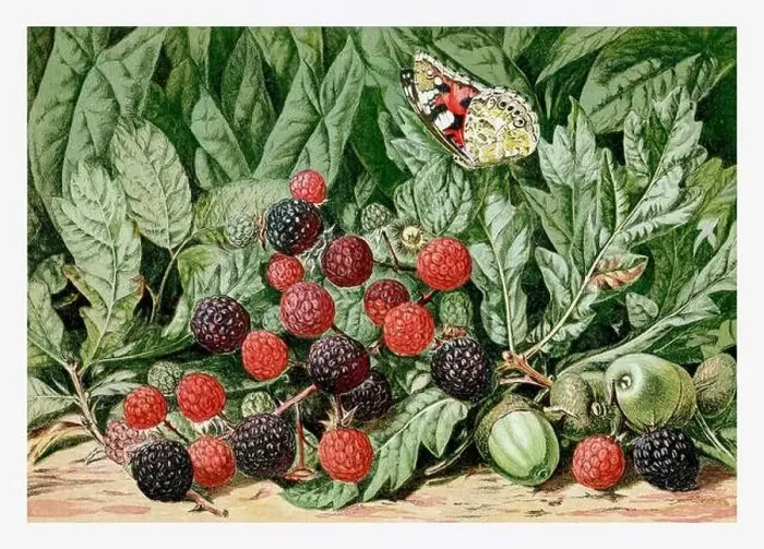 Framed Print : Summertime Blackberries and Acorns. Seasonal illustration of The illustrated London Almanack (1845 to 1895) Framed Print : Summertime Blackberries and Acorns. Seasonal illustration of The illustrated London Almanack (1845 to 1895)
