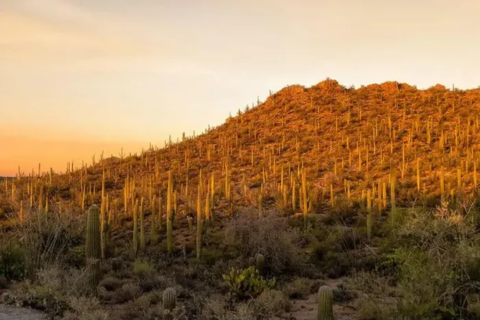 Framed Print : The sun sets on Saguaro Cactus at Saguaro cactus at Saguaro National Park near Tucson, Arizona Framed Print : The sun sets on Saguaro Cactus at Saguaro cactus at Saguaro National Park near Tucson, Arizona