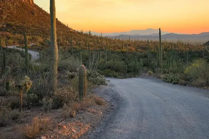 Framed Print : The sun sets on Saguaro Cactus at Saguaro cactus at Saguaro National Park near Tucson, Arizona Framed Print : The sun sets on Saguaro Cactus at Saguaro cactus at Saguaro National Park near Tucson, Arizona