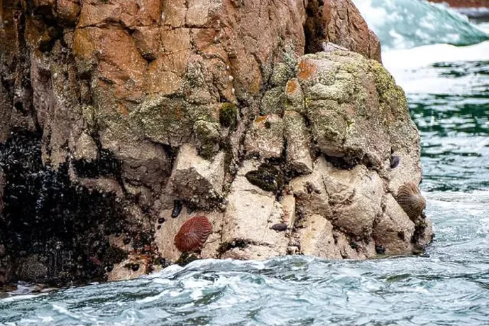 Framed Print : Sun starfish and sea star resting on coastal rocks of Islas Ballestas Peru showcasing vibrant marine life and nature Framed Print : Sun starfish and sea star resting on coastal rocks of Islas Ballestas Peru showcasing vibrant marine life and nature