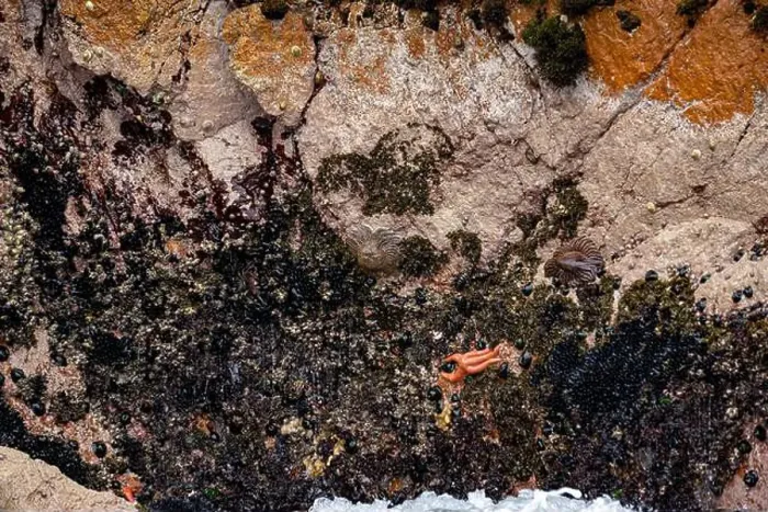 Framed Print : Sun starfish and sea star resting on coastal rocks of Islas Ballestas Peru showcasing vibrant marine life and nature Framed Print : Sun starfish and sea star resting on coastal rocks of Islas Ballestas Peru showcasing vibrant marine life and nature