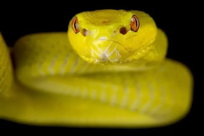 Framed Print : Sunda Island pitviper (Trimeresurus insularis) yellow Framed Print : Sunda Island pitviper (Trimeresurus insularis) yellow