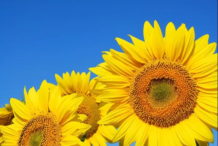 Framed Print : sunflower on blue sky background Framed Print : sunflower on blue sky background