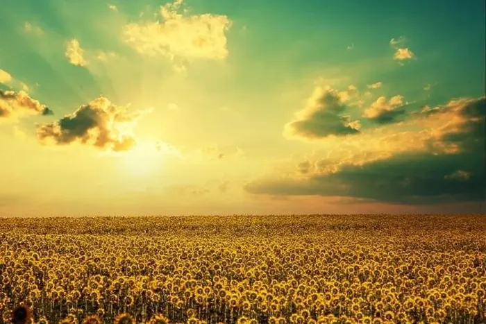 Framed Print : Sunflower field with beautiful sky. Aerial view