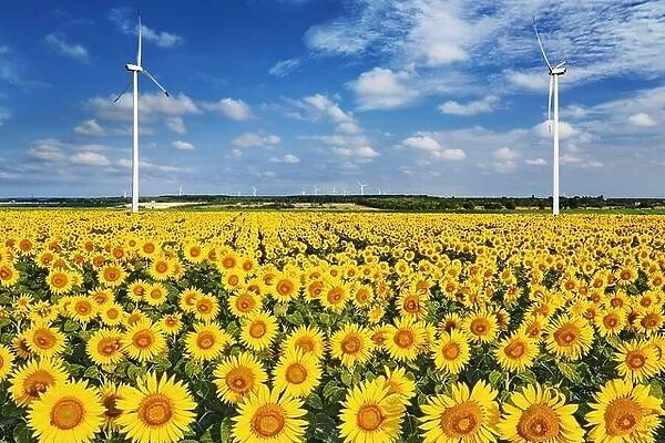 Sunflower field and wind turbines in Eastern Bulgaria