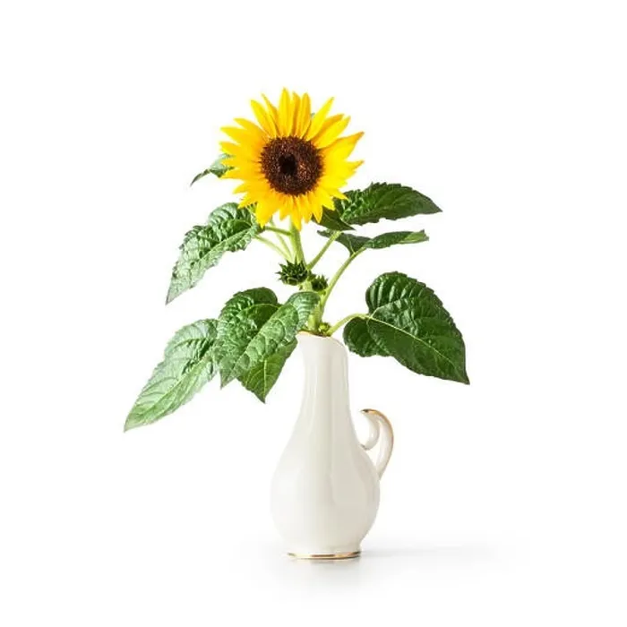 Framed Print : Sunflower flower in vintage porcelain vase Framed Print : Sunflower flower in vintage porcelain vase