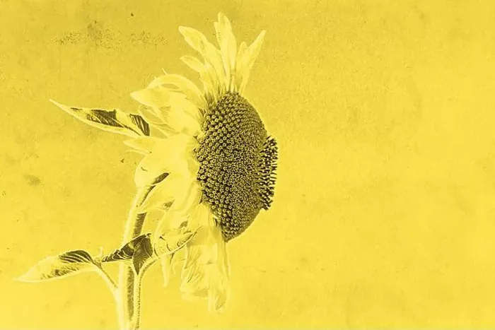 Framed Print : sunflower on yellow background