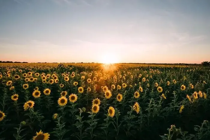 Framed Print : Sunflowers in a sunflower field in Whitewright, TX, on June 22, 2020 Framed Print : Sunflowers in a sunflower field in Whitewright, TX, on June 22, 2020