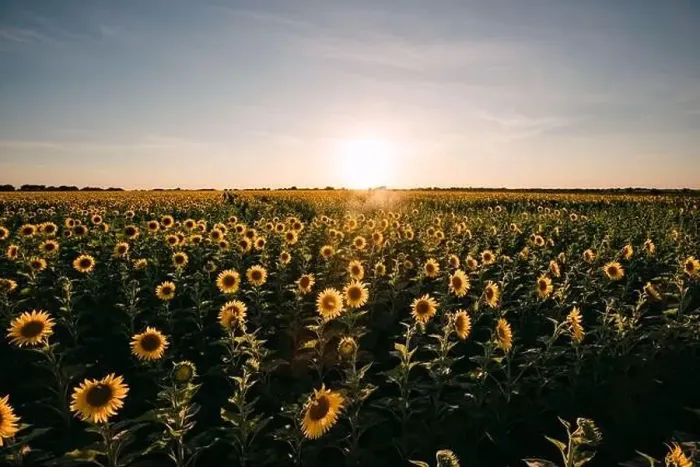 Framed Print : Sunflowers in a sunflower field in Whitewright, TX, on June 22, 2020 Framed Print : Sunflowers in a sunflower field in Whitewright, TX, on June 22, 2020