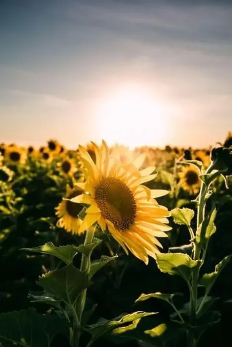 Framed Print : Sunflowers in a sunflower field in Whitewright, TX, on June 22, 2020