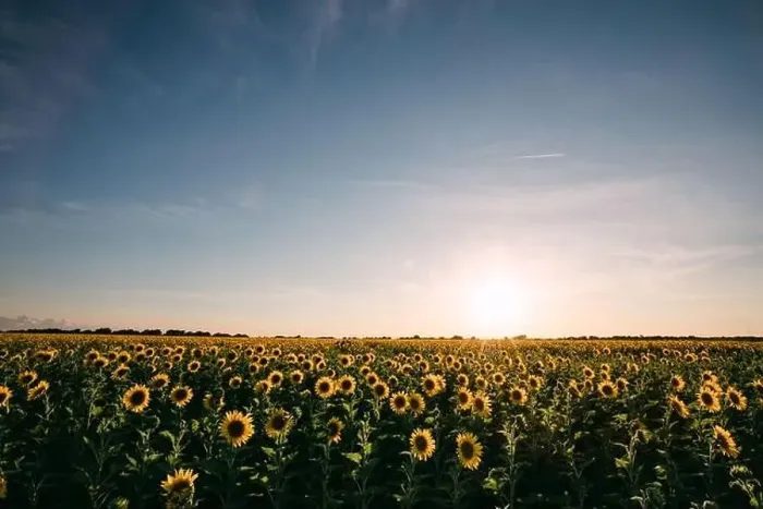 Framed Print : Sunflowers in a sunflower field in Whitewright, TX, on June 22, 2020 Framed Print : Sunflowers in a sunflower field in Whitewright, TX, on June 22, 2020