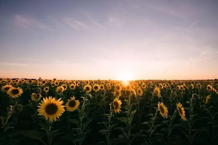 Framed Print : Sunflowers in a sunflower field in Whitewright, TX, on June 22, 2020 Framed Print : Sunflowers in a sunflower field in Whitewright, TX, on June 22, 2020