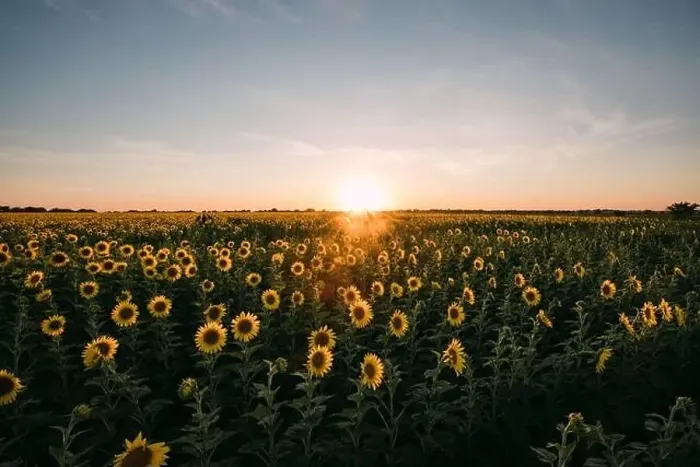 Framed Print : Sunflowers in a sunflower field in Whitewright, TX, on June 22, 2020