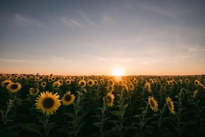 Framed Print : Sunflowers in a sunflower field in Whitewright, TX, on June 22, 2020 Framed Print : Sunflowers in a sunflower field in Whitewright, TX, on June 22, 2020