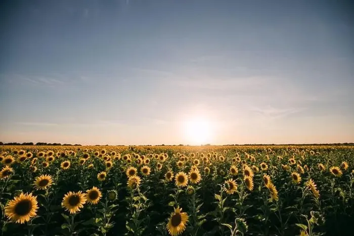 Framed Print : Sunflowers in a sunflower field in Whitewright, TX, on June 22, 2020 Framed Print : Sunflowers in a sunflower field in Whitewright, TX, on June 22, 2020