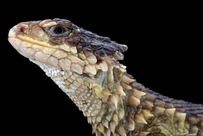 Framed Print : Sungazer (Smaug giganteus) Framed Print : Sungazer (Smaug giganteus)