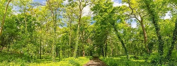 Sunlight in green coniferous forest. Summer forest nature. Green nature landscape, sunny spring summer