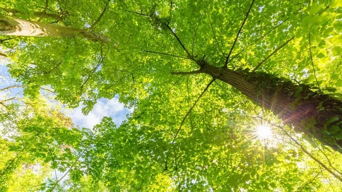 Framed Print : Sunlight in green coniferous forest. Summer forest nature. Green nature landscape, sunny spring summer Framed Print : Sunlight in green coniferous forest. Summer forest nature. Green nature landscape, sunny spring summer