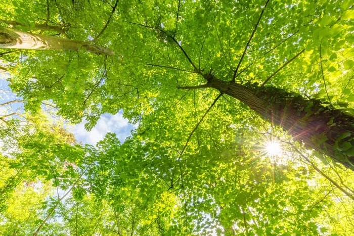 Framed Print : Sunlight in green coniferous forest. Summer forest nature. Green nature landscape, sunny spring summer Framed Print : Sunlight in green coniferous forest. Summer forest nature. Green nature landscape, sunny spring summer