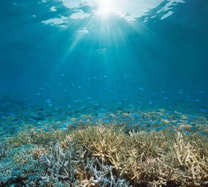 Framed Print : Sunlight underwater with a coral reef and a school of fish (Chromis viridis) Framed Print : Sunlight underwater with a coral reef and a school of fish (Chromis viridis)