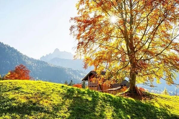 Sunny autumn landscape of italian countryside with orange tree and wooden cabin. Dolomite Alps