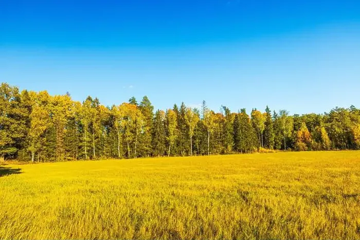 Framed Print : Sunny autumn meadow with tall grass and trees in background under clear blue sky. Sweden Framed Print : Sunny autumn meadow with tall grass and trees in background under clear blue sky. Sweden
