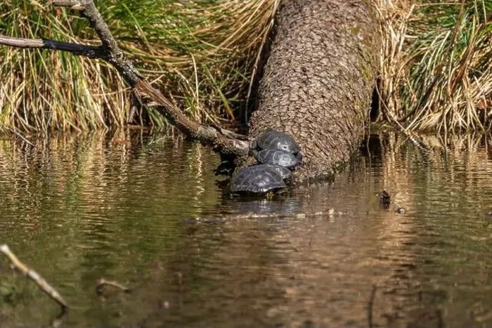 Framed Print : On a sunny day in a forest pond, turtles bask on a log Framed Print : On a sunny day in a forest pond, turtles bask on a log
