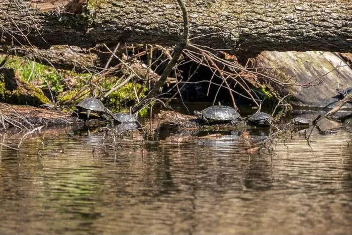 Framed Print : On a sunny day in a forest pond, turtles bask on a log Framed Print : On a sunny day in a forest pond, turtles bask on a log
