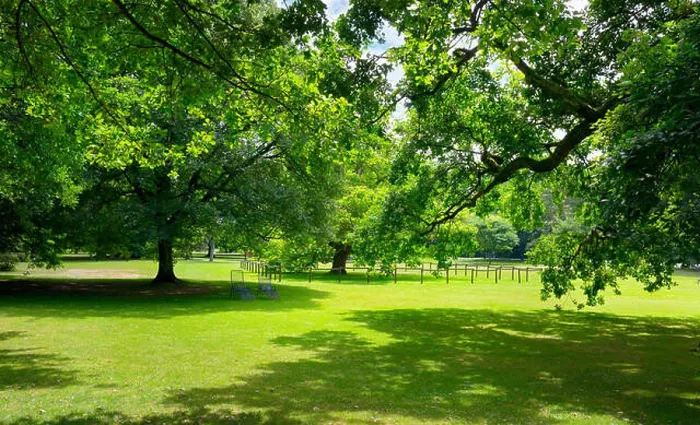 Framed Print : Sunny Meadow with green grass and large trees in the park