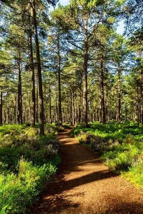 Framed Print : A sunny path in the Abernethy Forest at Nethy Bridge in the Cairngorms National Park Framed Print : A sunny path in the Abernethy Forest at Nethy Bridge in the Cairngorms National Park