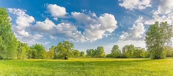 Sunny spring summer landscape, green forest trees, meadow flowers field panoramic vibrant rural nature with cloudy blue sky. Idyllic nature scenic